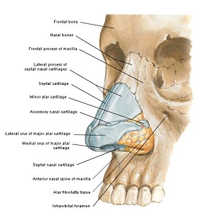 Anatomy of the Nose